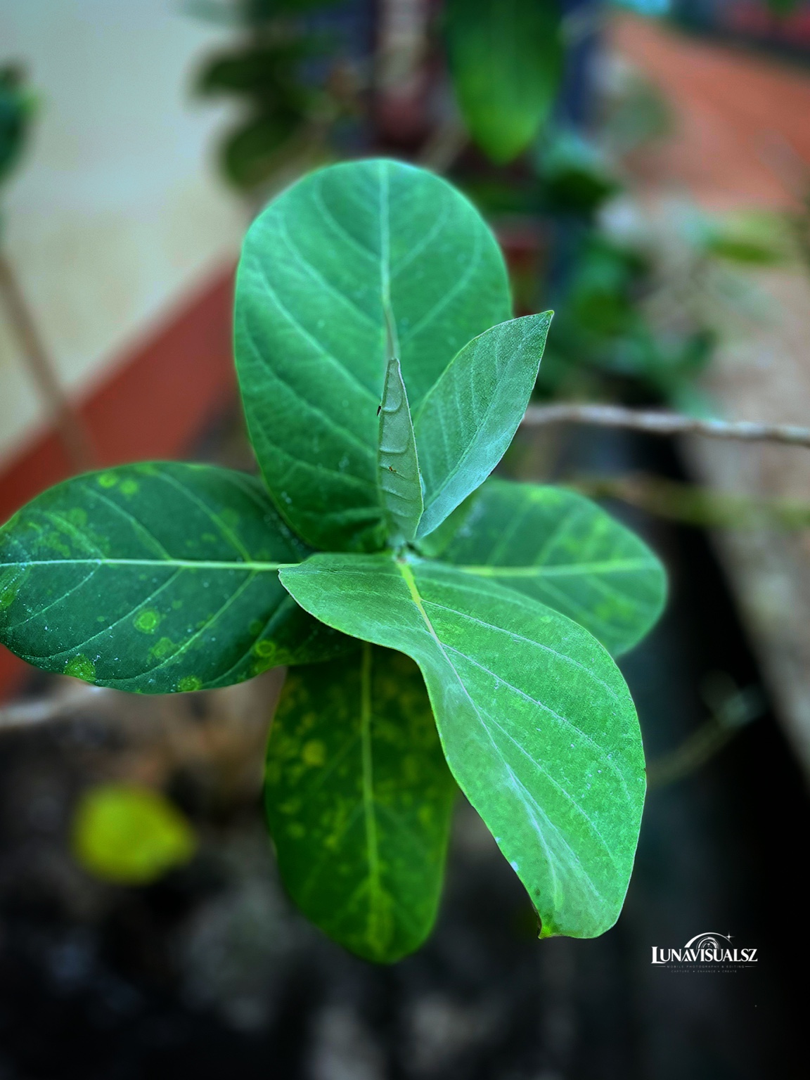 LUNAvisualsz nature photography
